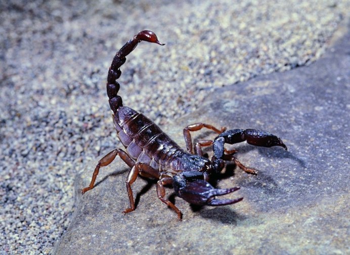Самый красивый Скорпион