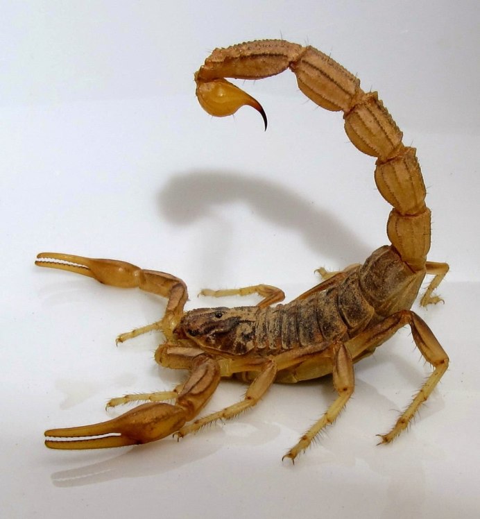 Euscorpius tauricus