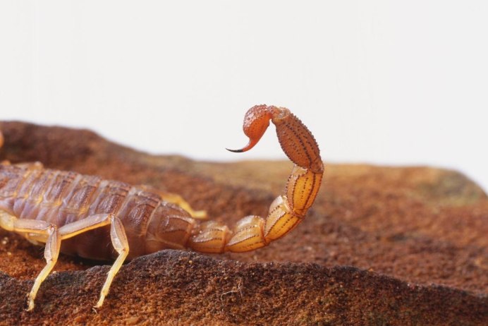 Androctonus amoreuxi