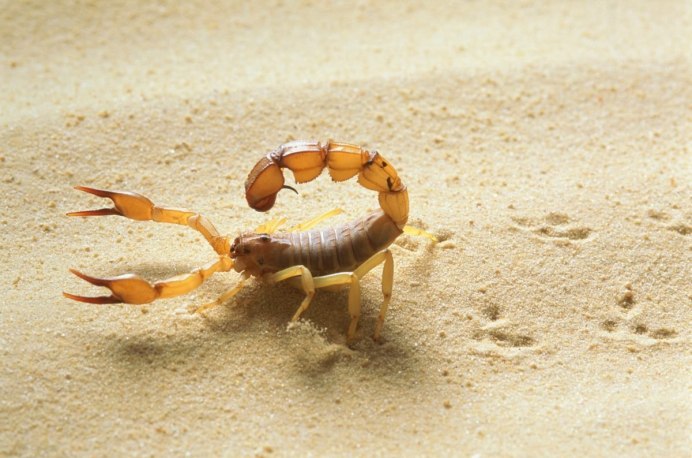 Hottentotta tamulus
