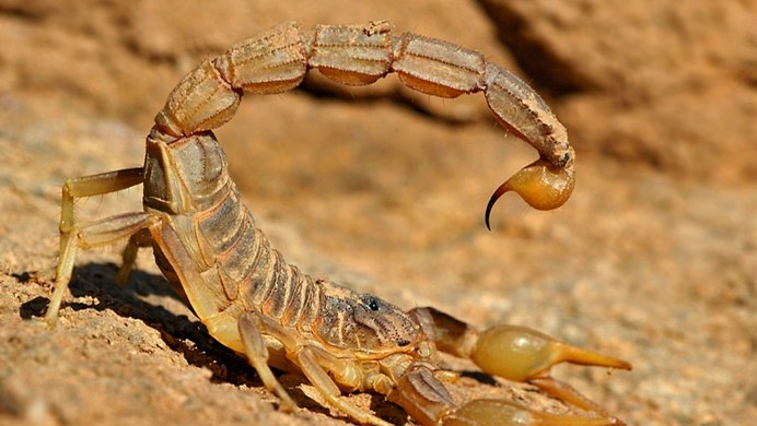 Hottentotta tamulus