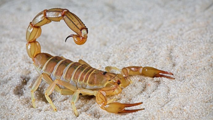 Толстохвостый Скорпион Androctonus Australis