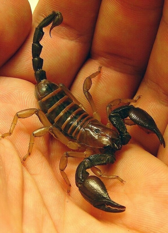 Hottentotta tamulus