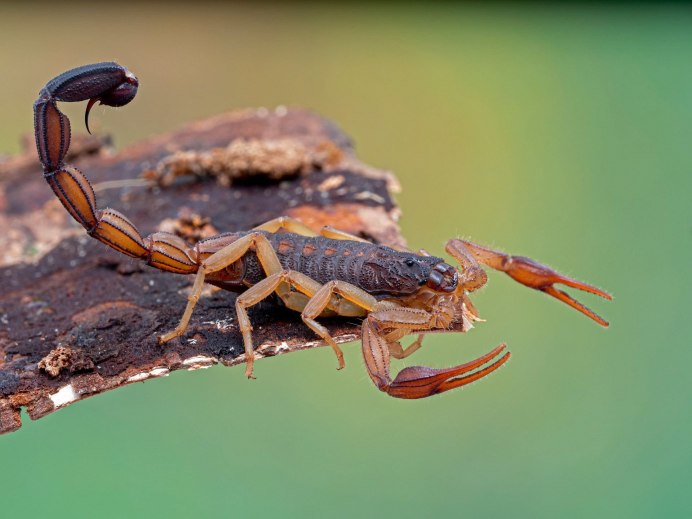 Скорпион Heterometrus petersi