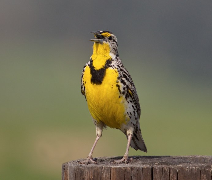 Балтиморская Иволга