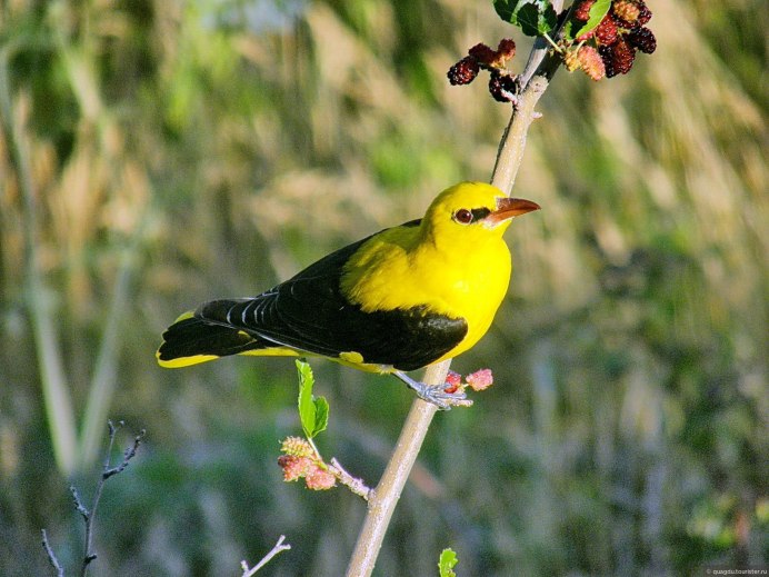Красивые птицы