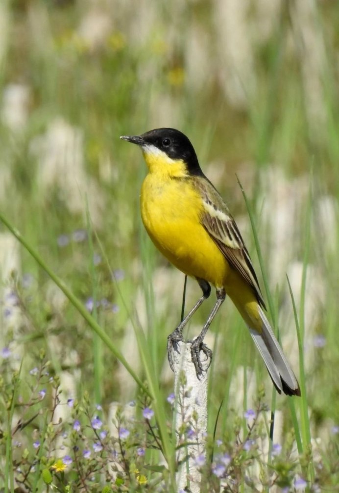 Щегол обыкновенный