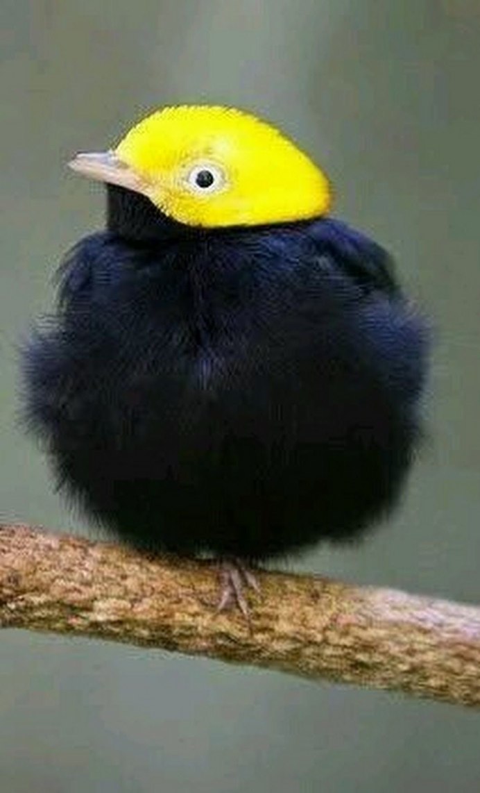 Птица с желтыми полосками