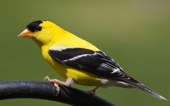 Желтая птица