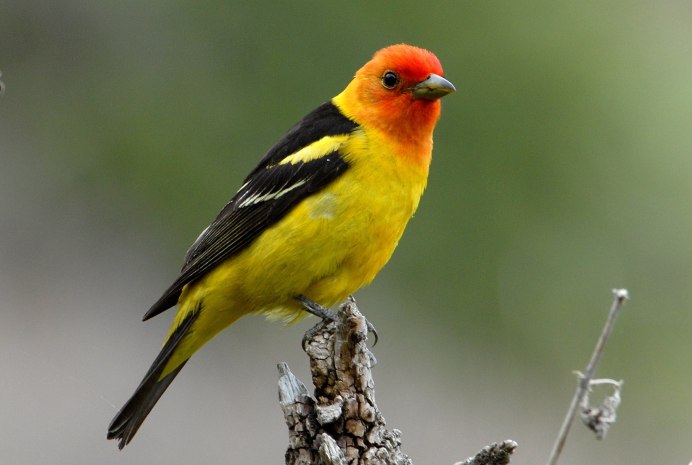 State Bird-Eastern Goldfinch самка