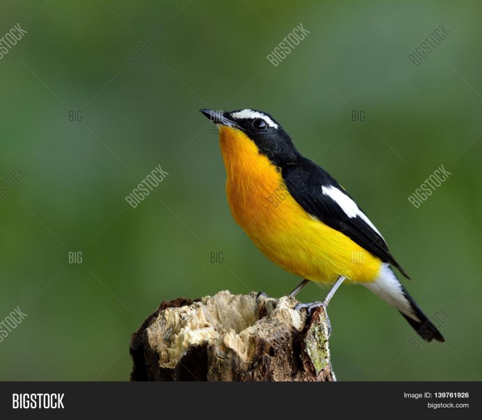 Желтолицый мино