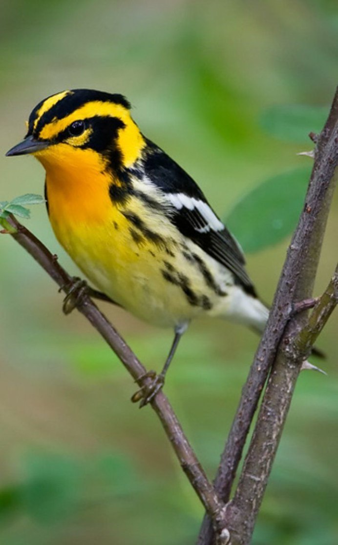 Трясогузка Перелетная