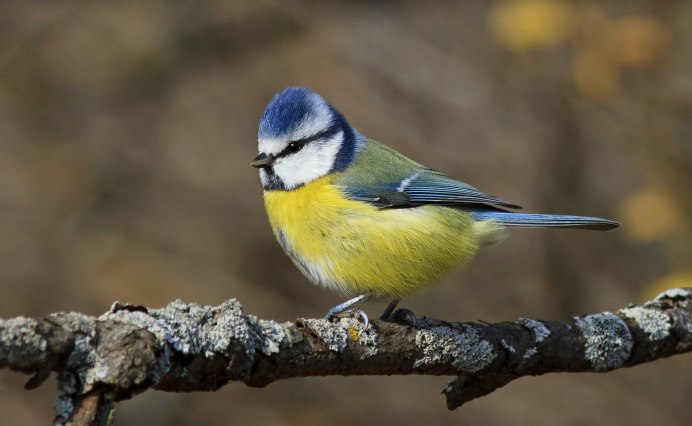 Птица с жёлтой грудкой и черной головой
