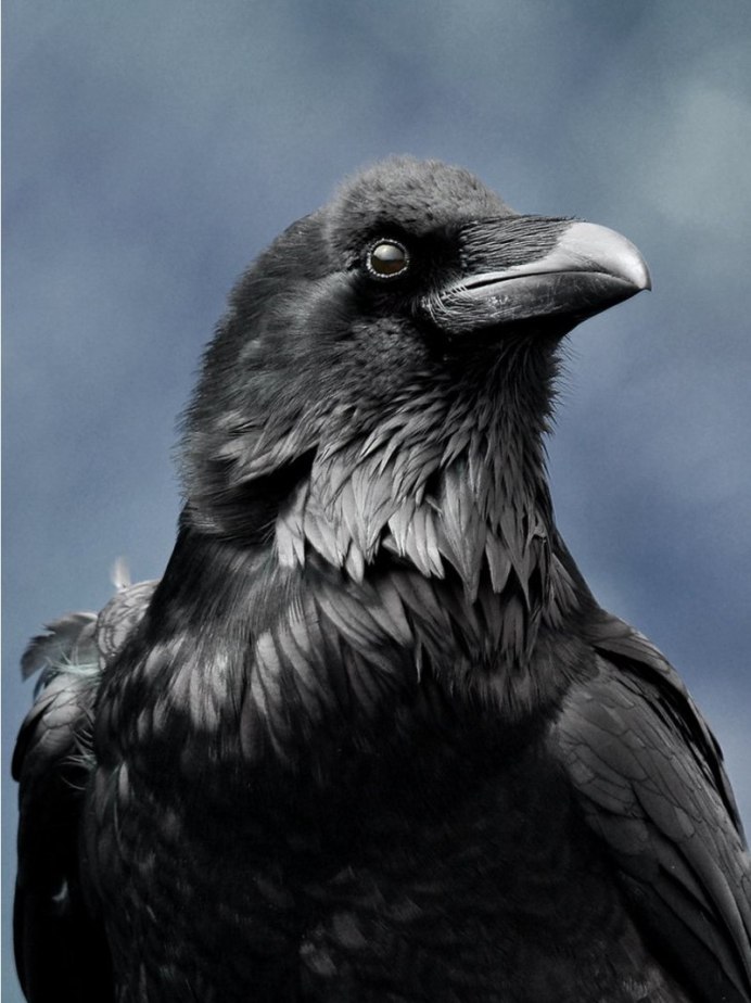Корвус птица