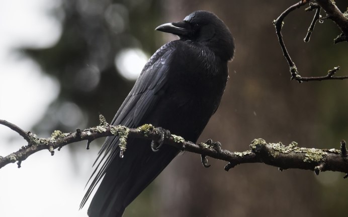 Ушастый ворон