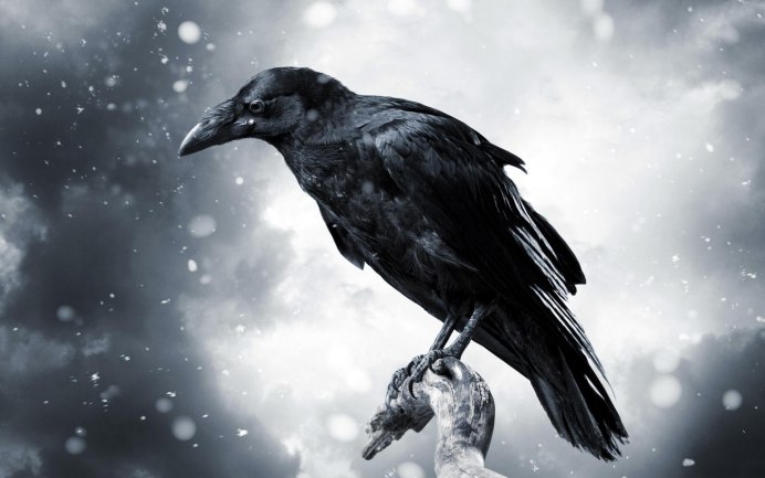 Ворон Corvus Corax
