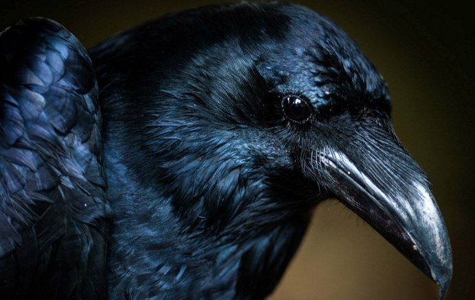 Красивые вороны
