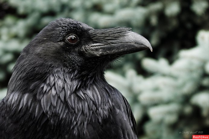 Крыло ворона