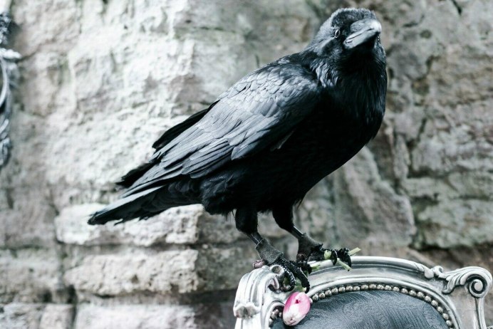 Самая умная птица