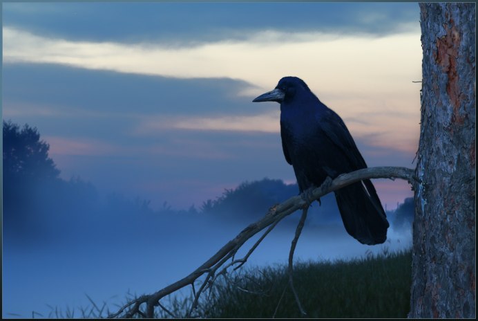 Чёрная ворона