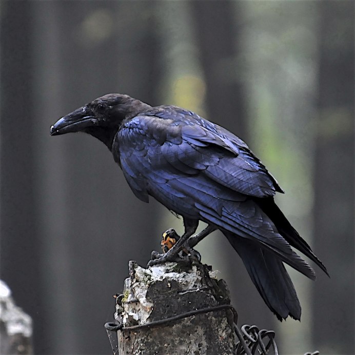 Corvus Corax птица