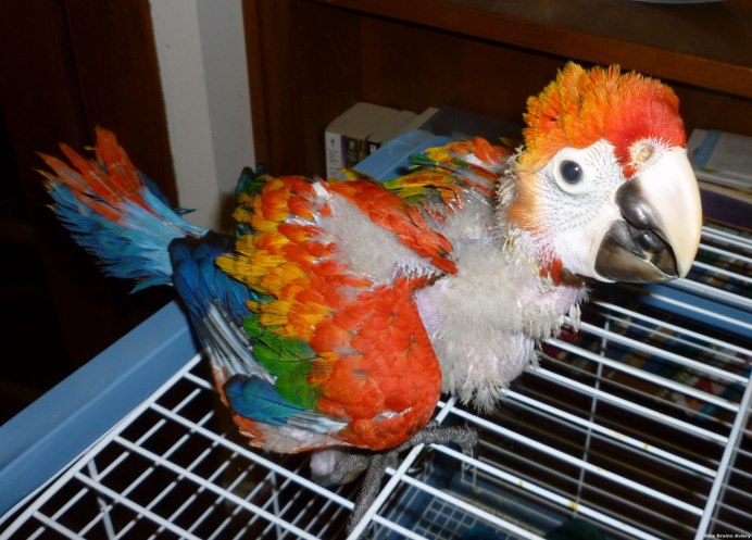 Parrot Top view