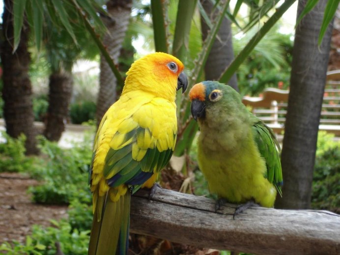 Poicephalus Gulielmi