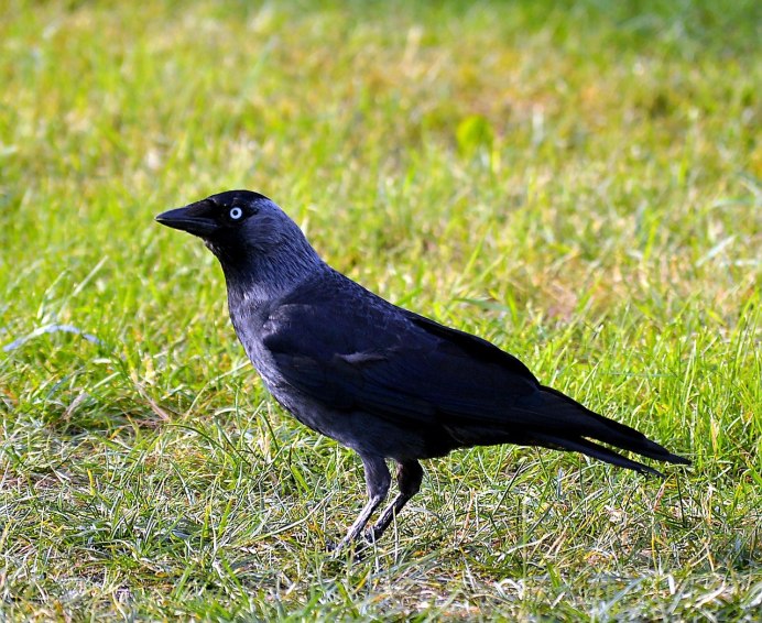 Белозобый Дрозд turdus torquatus