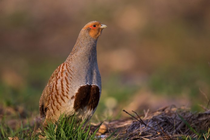 Рябчик (Bonasa bonasia)