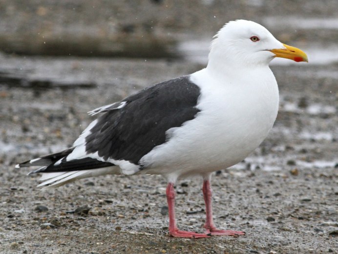 Морская Чайка Larus Marinus great Black-backed Gull