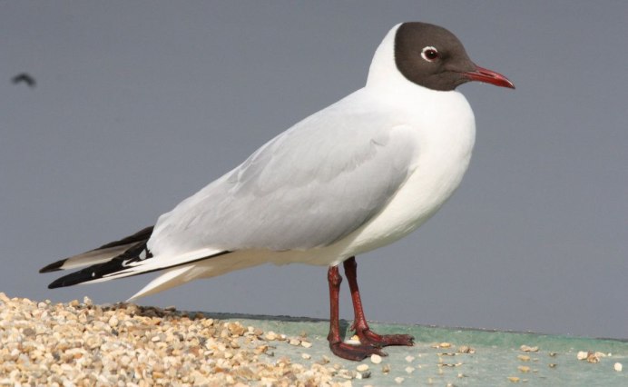 Larus michahellis