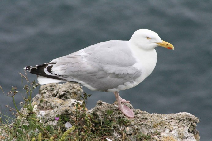 Китайская Чайка Larus saundersi