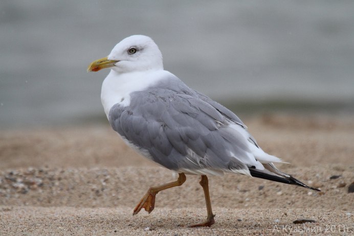 Larus michahellis