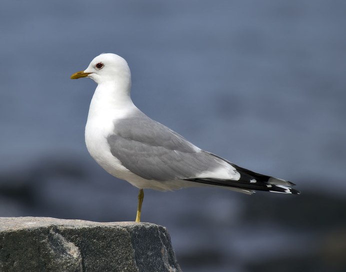 Chroicocephalus ridibundus