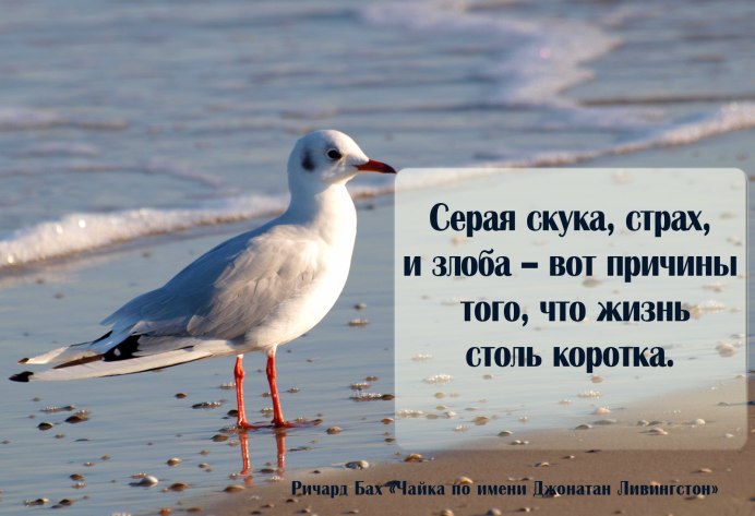 Альбатрос Черноморский птица