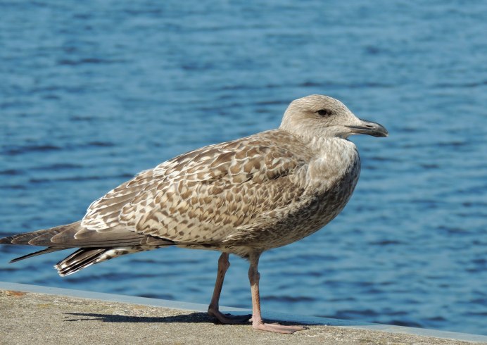Серебристая Чайка Larus argentatus