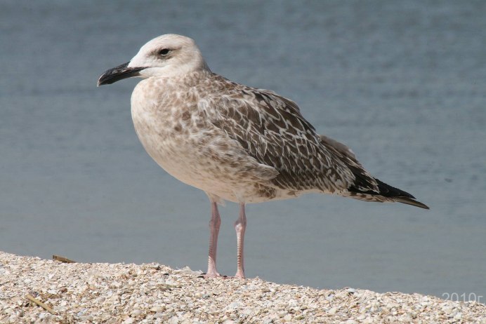 Серебристая Чайка Larus argentatus