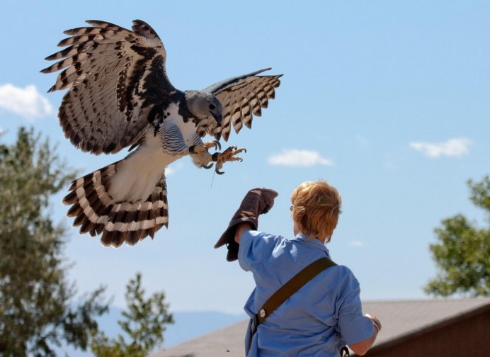 Беркут Aquila chrysaetos