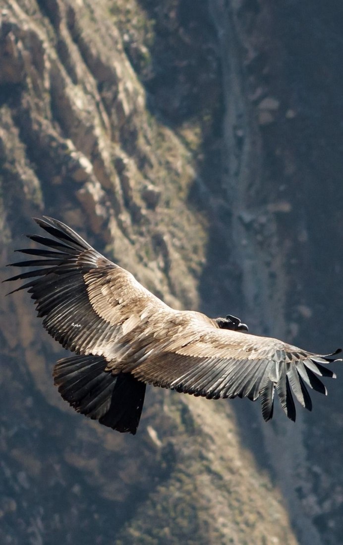 Орлан-белохвост Haliaeetus albicilla