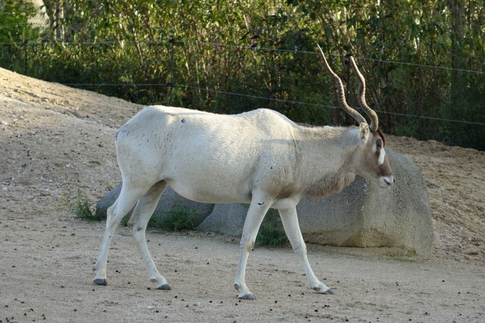 Addax nasomaculatus Климов