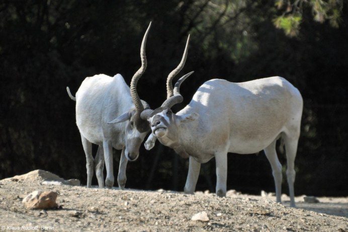 Addax nasomaculatus