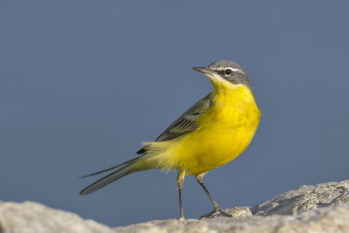 Yellow-Rumped Flycatcher