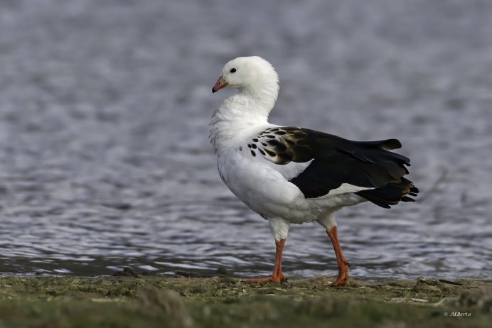 Фото Андского гуся