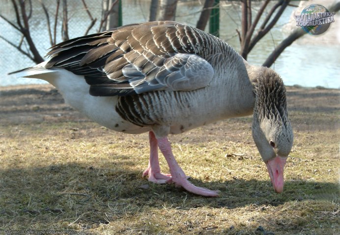 Гуси на траве