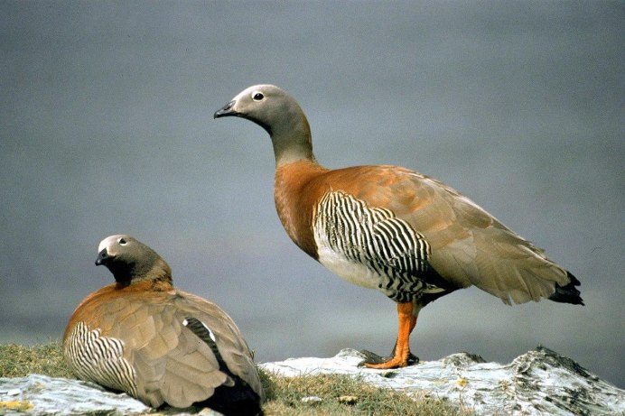 Андский Гусь самец