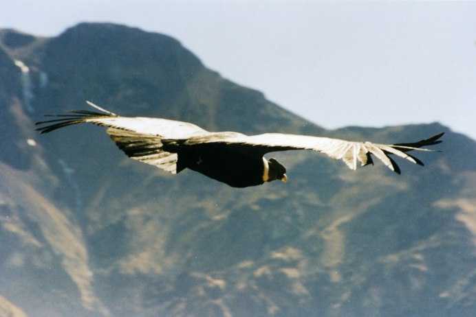 Дикие гуси перелетные птицы