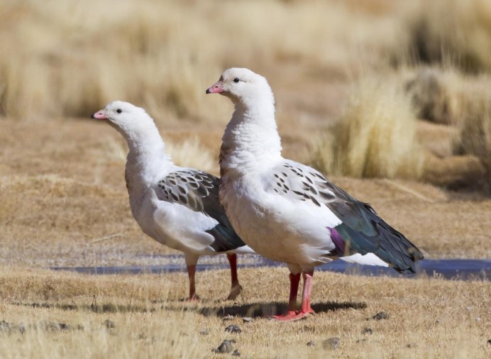 Andean Goose