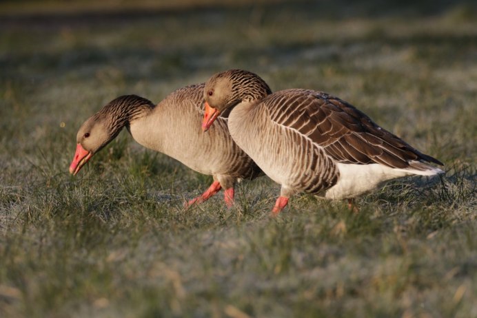 Chloephaga rubidiceps