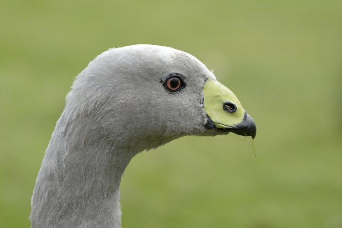 Андский Кондор самка