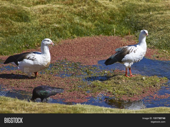Фото Андского гуся